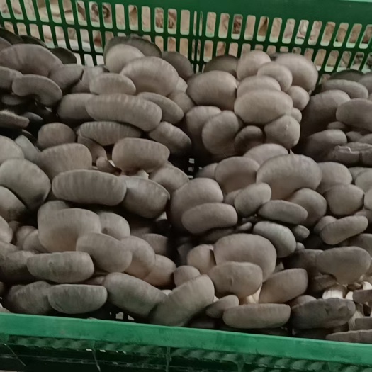 西安 陕西蘑菇
