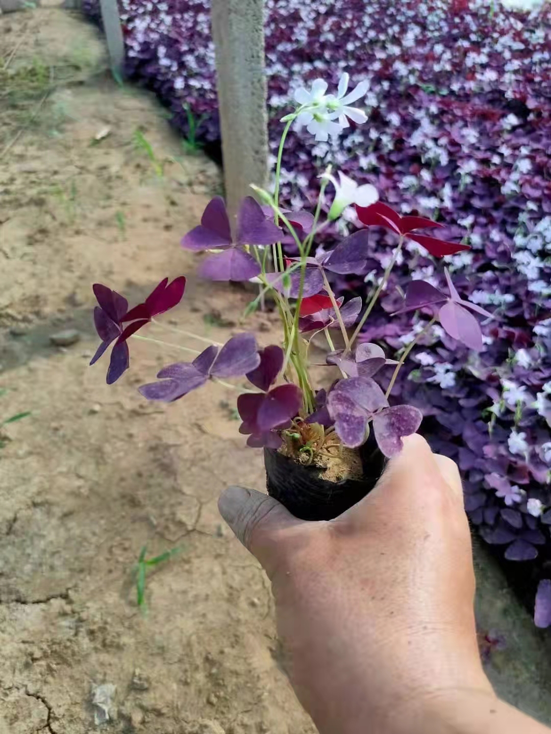 紫叶酢浆草，红花酢浆草，醡浆草杯苗规格齐全