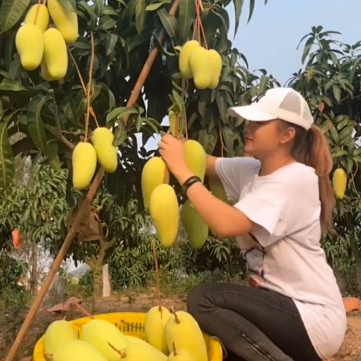 灵山县金煌芒果苗  正品金煌芒果嫁接苗种植第二年即可开花结果