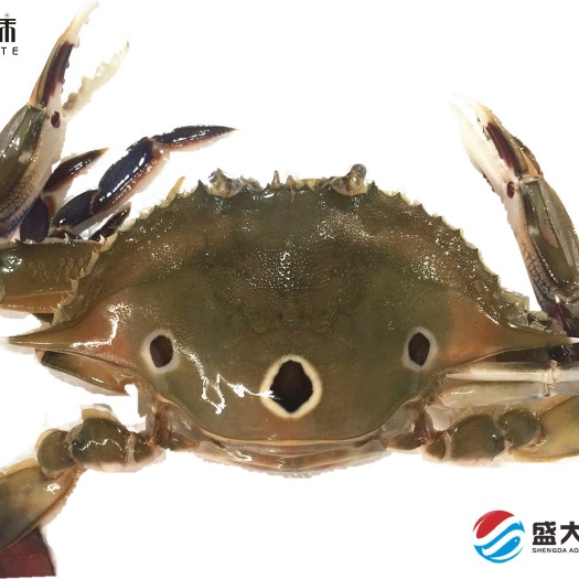 红膏蟹 海捕2-3两红膏三点蟹，肉肥膏满，冻厂直批
