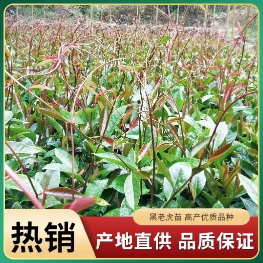 金秀县黑老虎苗  黑老虎果苗
