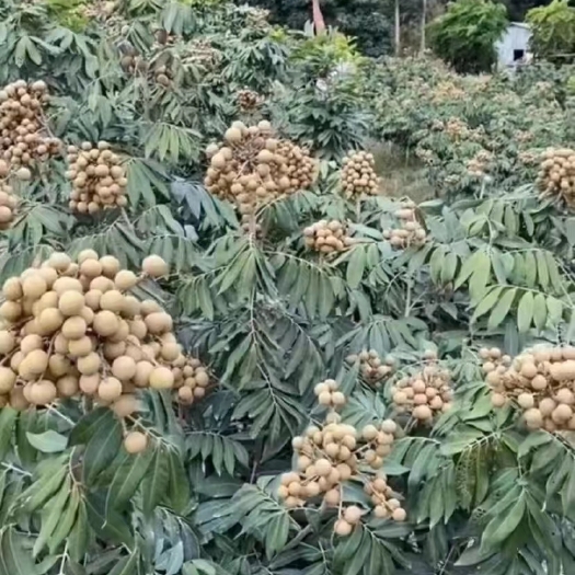 灵山县四季蜜龙眼苗