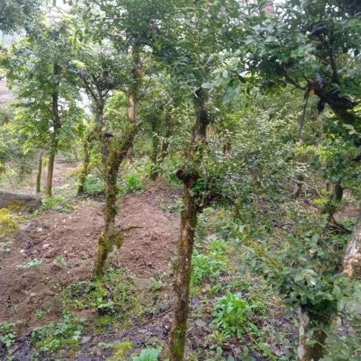 泰安 高山黄杨