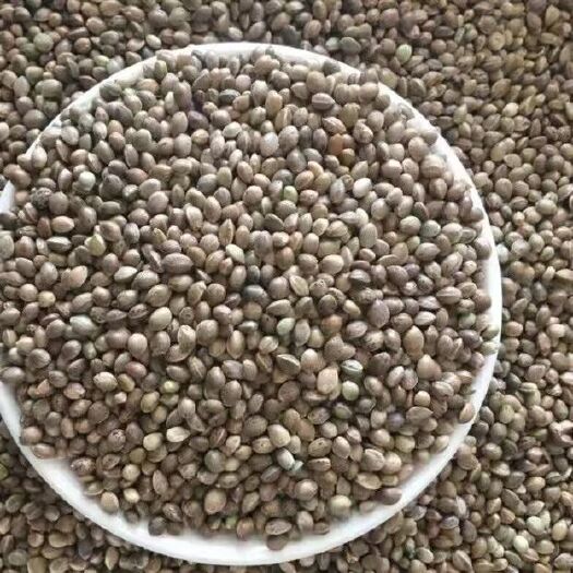 火麻籽 精品火麻仁，麻子，净货 药用鸟粮等均可使用