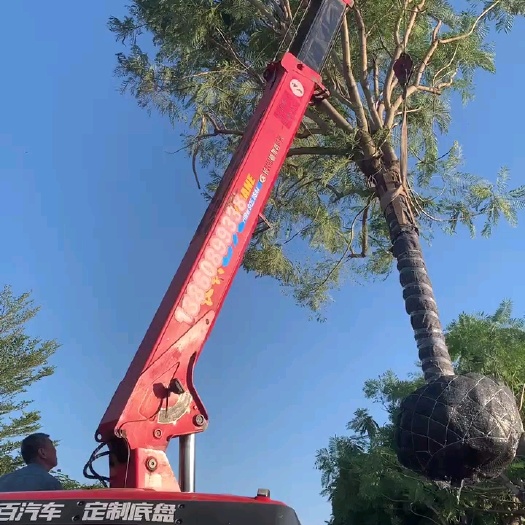 漳浦县尖叶蓝花楹 福建漳州蓝花楹基地规格齐全，自产自销……