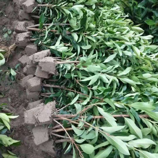泰安 法国冬青