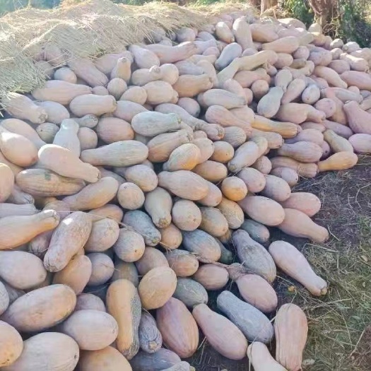 荆州蜜本南瓜 湖北精品南瓜库存不多