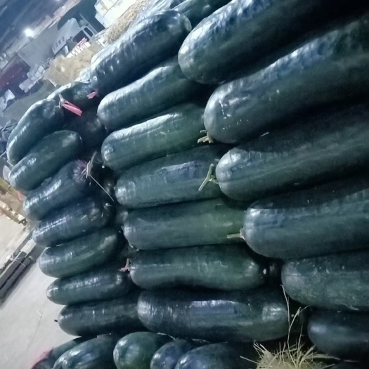 临高县黑皮冬瓜 湖南精品吊冬瓜300亩