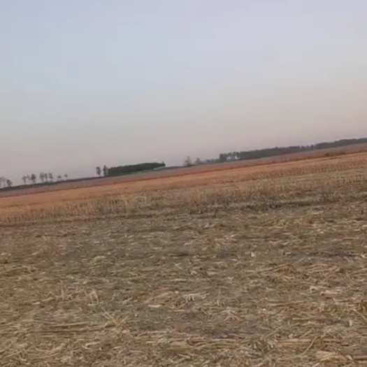 旱地 出租夏季土地3000亩。