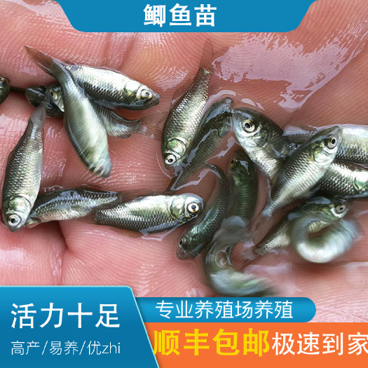 江门中科三号鲫鱼  中科五号鲫鱼  鲫鱼苗 中科5号鲫鱼 优质快