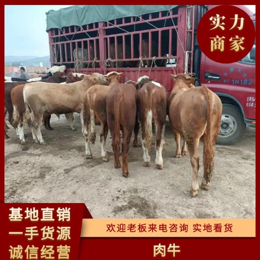 礼县杂交牛   大量供应优质肉牛，土牛，牛犊。子母对