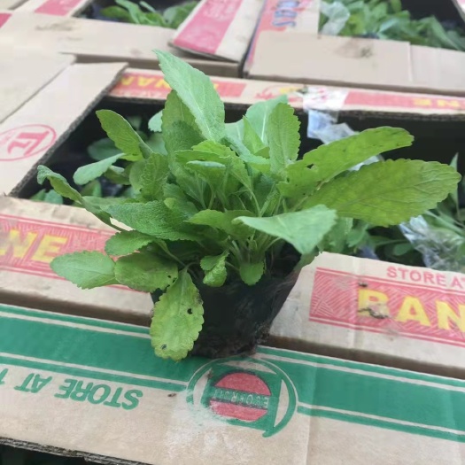 青州市地被鼠尾草，多年生草本植物