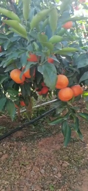 宾川县 宾川沃柑，口感好，颜色好，主要是高山产了
