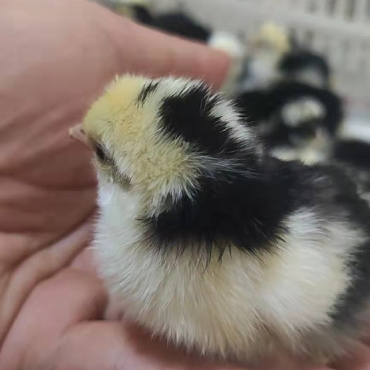 枣阳市贵妃鸡苗 贵妃鸡