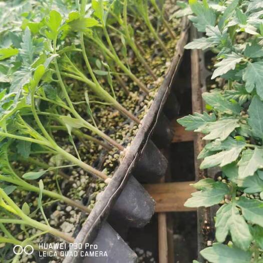 寿光市大粉番茄苗 抗病毒抗死颗大果亮粉西红柿苗 大红 普罗旺斯 草莓西红柿苗