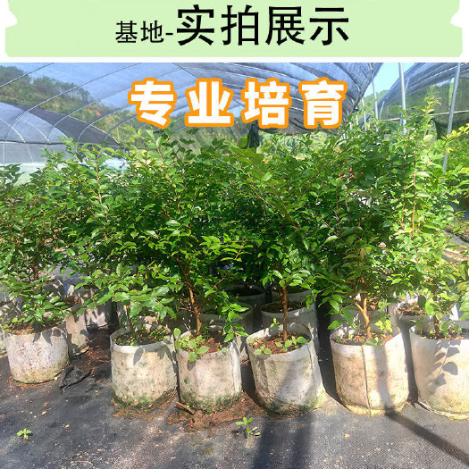 灵山县嘉宝果苗 大量现货
