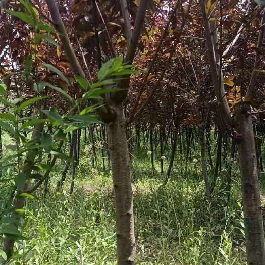 沭阳县 红叶碧桃