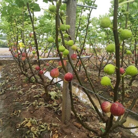 沭阳县波姬红无花果苗 无花果树果苗盆栽地四季种植特大波姬红当年结果南北方无花果树苗