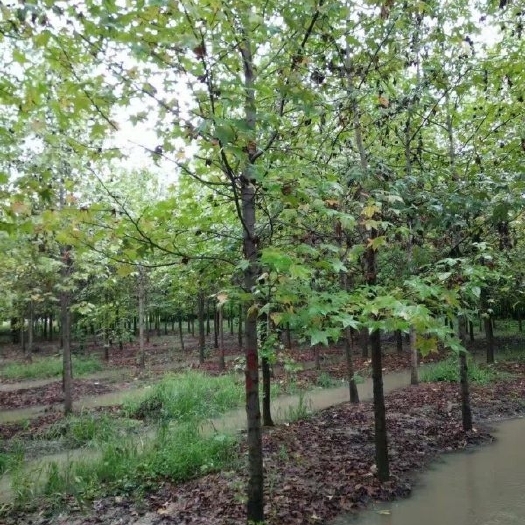 泰安枫香树 枫香
