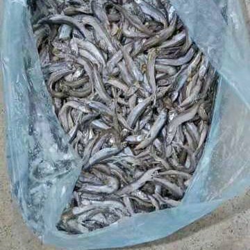 济南工厂加工料 破肚多春鱼