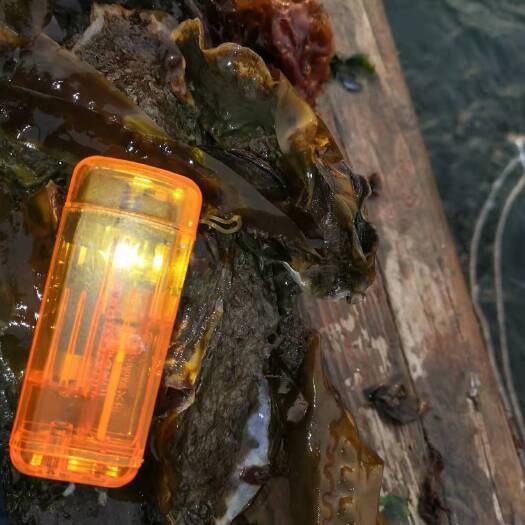 长海县三倍体生蚝 生蚝 三倍体 一年 单体4-9cm 无杂质