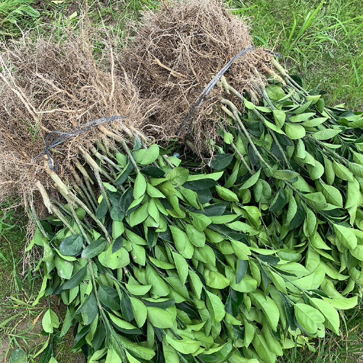松滋市纽荷尔脐橙苗长虹脐橙苗中熟圆虹赣南脐橙  苗基地直发