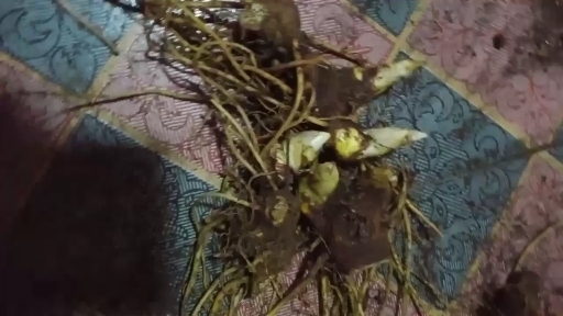 凤庆县八角莲鲜货，江边一碗水