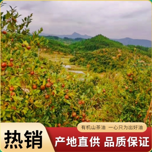 阳新县柴岦山茶油物理压榨提纯工艺。按需包装