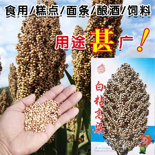 南昌白粘高粱种子，100克