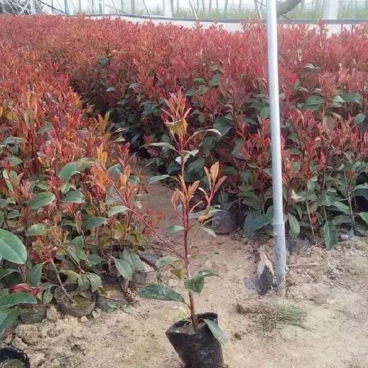 泰安火焰红 红叶石楠 红叶石楠球