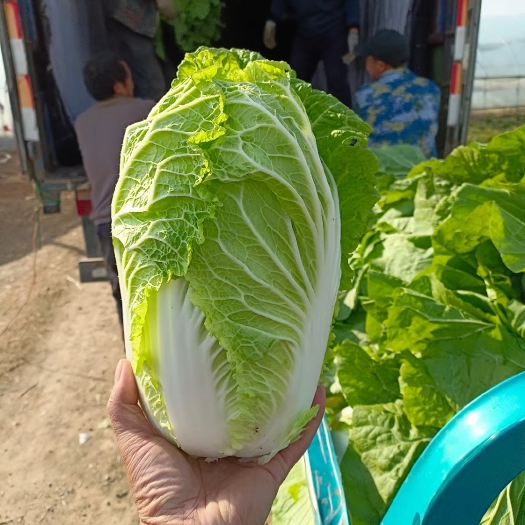 兰陵县黄心大白菜 山东省兰陵县黄心白菜大量上市   无烧心  烧叶