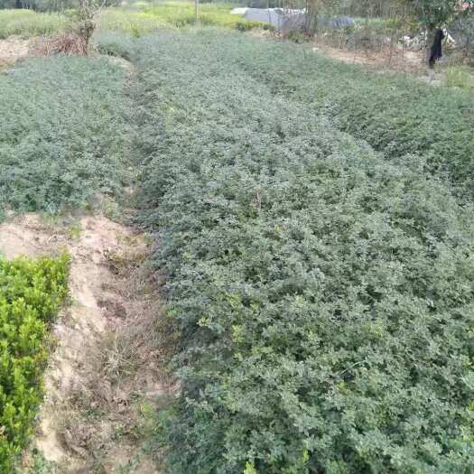 沭阳县 迎春花