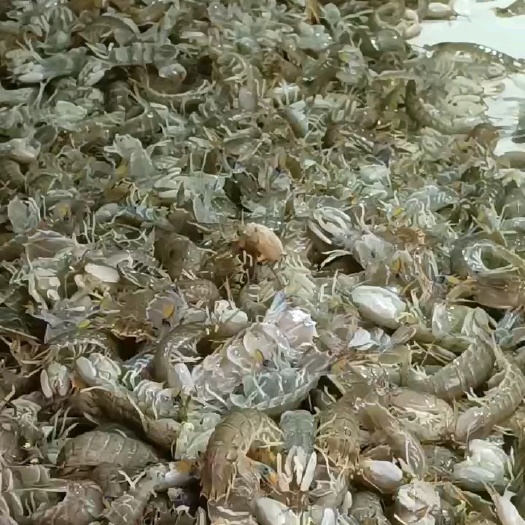 启东市鲜活皮皮虾