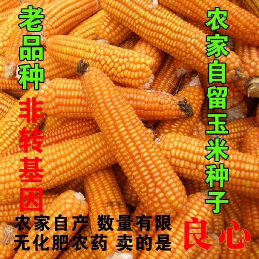 邵东市老玉米种子 可种植老玉米解放前的老品种玉米种子金皇后非转基因