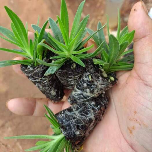 昆明满天星小苗 白色重瓣易养植物花卉花店客厅阳台趣味插花绿植盆栽