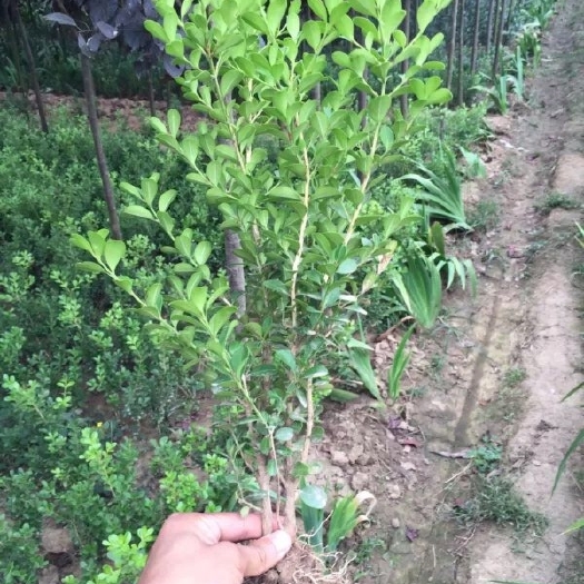 泰安 瓜子黄杨