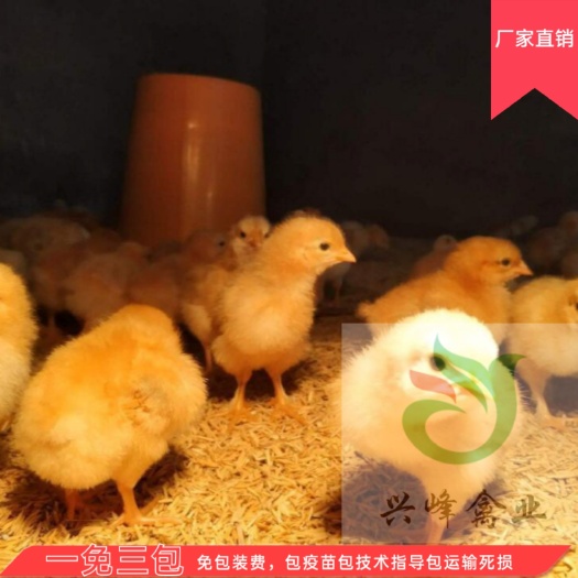 枣阳市 土鸡苗，皖南黄，孵化场直销