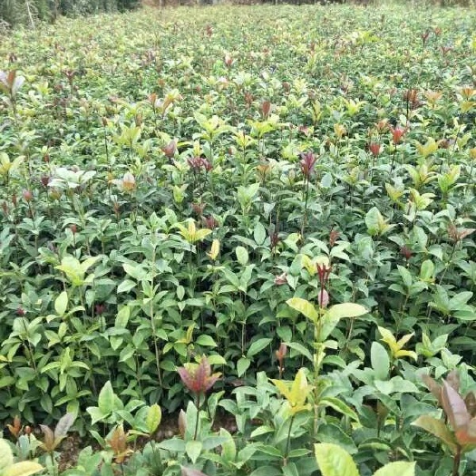 阳朔县桂花树苗 桂花苗