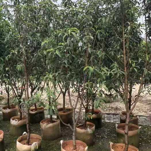 沭阳县 绿叶碧桃