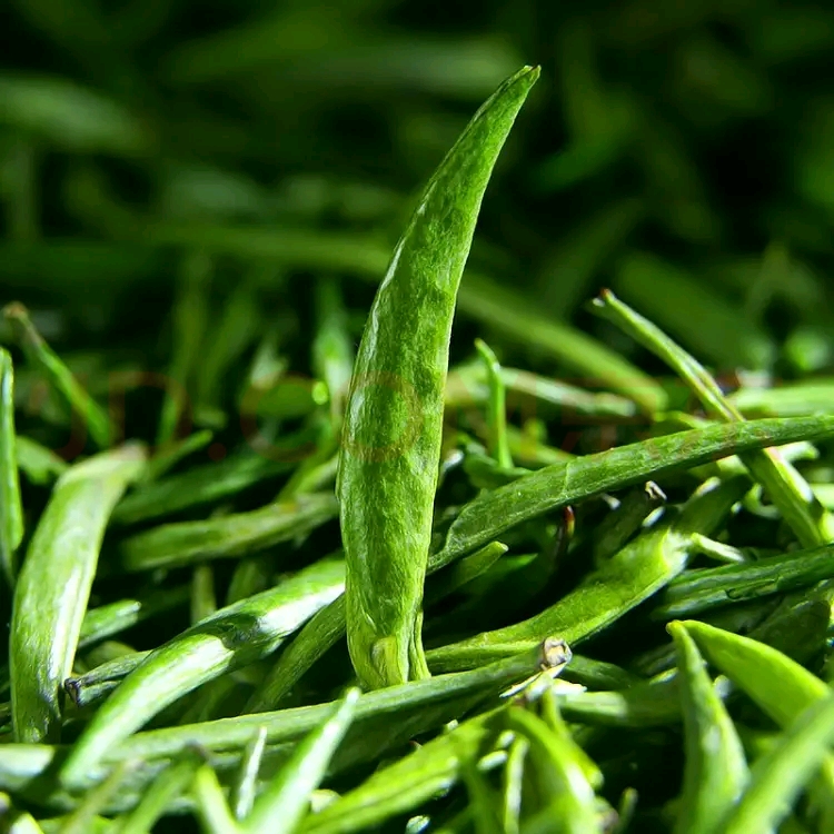 雀舌茶 湄潭翠芽