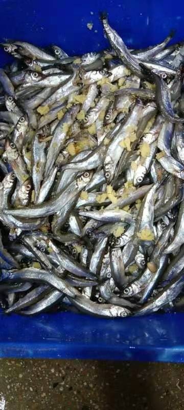 济南工厂直销店 破肚多春鱼
