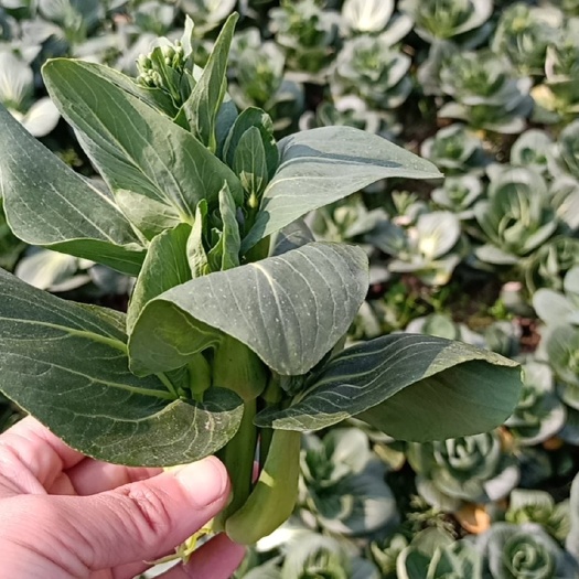 黄梅县上海青 精品油菜菜苔，产地直销，现采现发