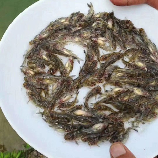 建湖县 优质黄骨鱼苗   黄桑塘口直销  量大从优