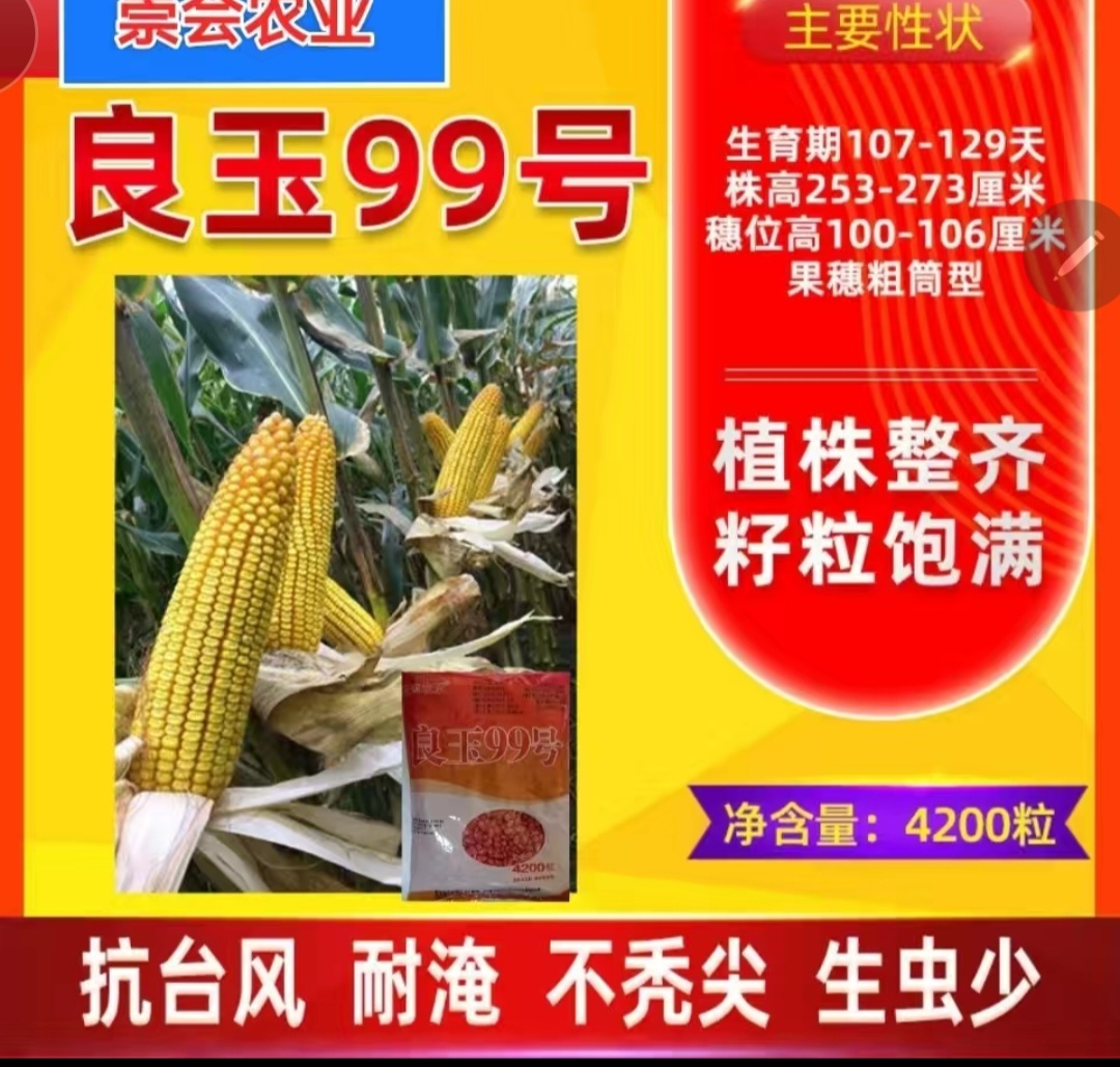 商河县良玉99玉米种子  黄 良玉99，大公司，要种就种良玉99