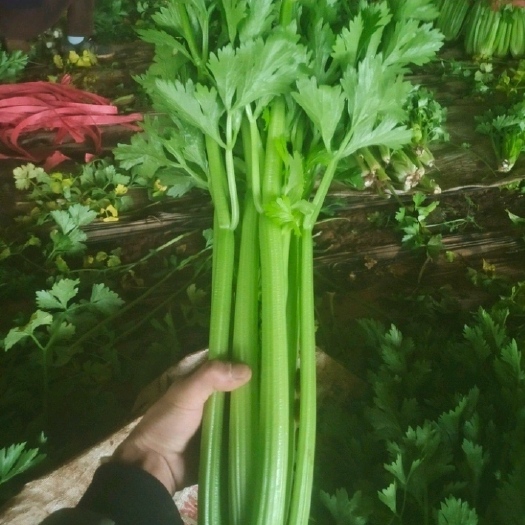 曹县芹菜 精品西芹，通过，净菜