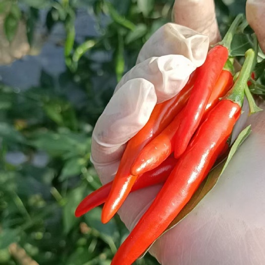阳江小米椒