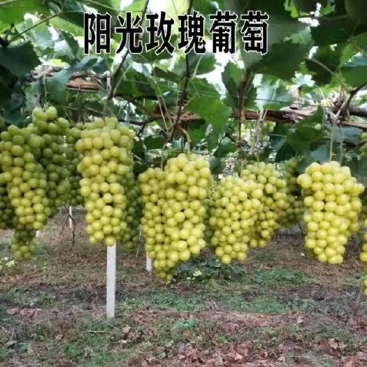 平邑县葡萄苗 实生苗 裸根苗