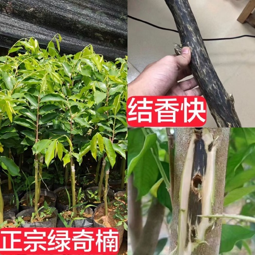 化州市奇楠沉香树 嫁接奇楠苗