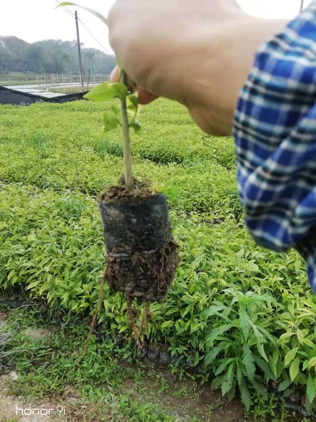 沉香苗 奇楠嫁接底苗 成活率高 根系健康无根瘤