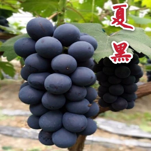 平度市夏黑葡萄苗早熟大棚葡萄苗批发早熟夏黑无核葡萄苗基地